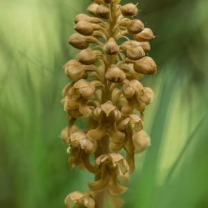 Photographie n°762086 du taxon Neottia nidus-avis (L.) Rich. [1817]