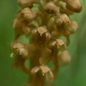 Photographie n°762088 du taxon Neottia nidus-avis (L.) Rich. [1817]