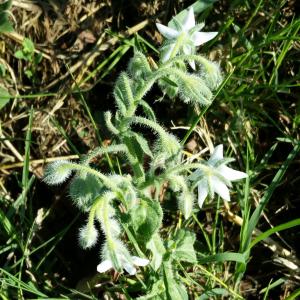 Photographie n°762321 du taxon Borago officinalis L. [1753]