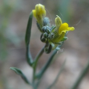 Photographie n°762322 du taxon Linaria simplex (Willd.) DC.