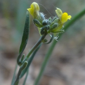 Photographie n°762323 du taxon Linaria simplex (Willd.) DC.