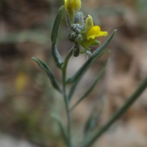 Photographie n°762324 du taxon Linaria simplex (Willd.) DC.