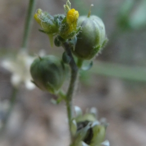 Photographie n°762327 du taxon Linaria simplex (Willd.) DC.