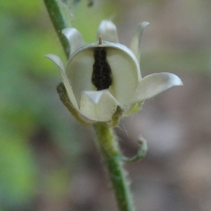 Photographie n°762329 du taxon Linaria simplex (Willd.) DC.