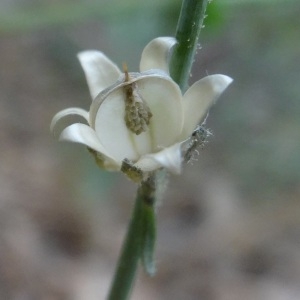 Photographie n°762330 du taxon Linaria simplex (Willd.) DC.