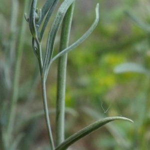 Photographie n°762331 du taxon Linaria simplex (Willd.) DC.