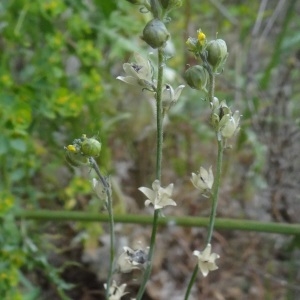 Photographie n°762335 du taxon Linaria simplex (Willd.) DC.