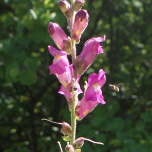 Photographie n°762392 du taxon Antirrhinum majus L. [1753]