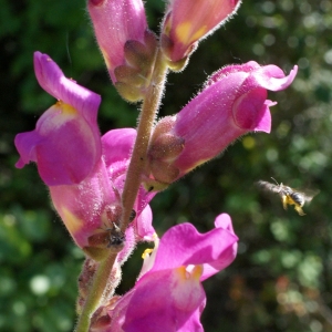 Photographie n°762395 du taxon Antirrhinum majus L. [1753]