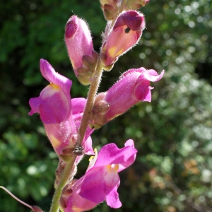 Photographie n°762397 du taxon Antirrhinum majus L. [1753]