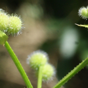 Photographie n°762413 du taxon Galium aparine L. [1753]