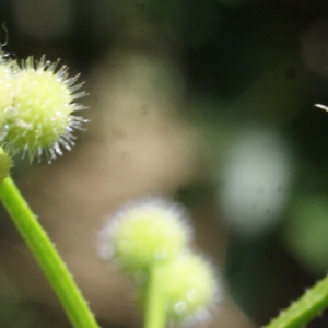 Photographie n°762414 du taxon Galium aparine L. [1753]