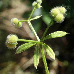 Photographie n°762415 du taxon Galium aparine L. [1753]