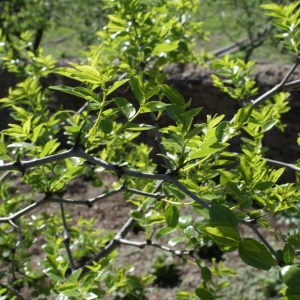 Photographie n°762417 du taxon Ziziphus jujuba Mill. [1768]