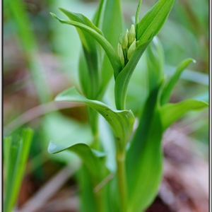 Photographie n°762838 du taxon Cephalanthera damasonium (Mill.) Druce