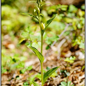 Photographie n°762888 du taxon Cephalanthera damasonium (Mill.) Druce