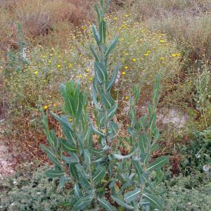 Photographie n°762929 du taxon Lactuca serriola L. [1756]