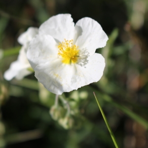 Photographie n°762956 du taxon Helianthemum apenninum (L.) Mill. [1768]