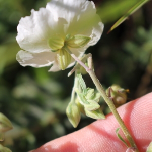 Photographie n°762958 du taxon Helianthemum apenninum (L.) Mill. [1768]