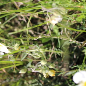 Photographie n°762966 du taxon Helianthemum apenninum (L.) Mill. [1768]