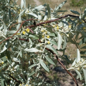 Photographie n°763094 du taxon Elaeagnus angustifolia L. [1753]