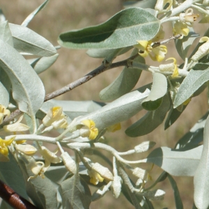 Photographie n°763095 du taxon Elaeagnus angustifolia L. [1753]