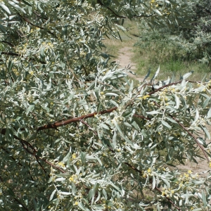 Photographie n°763096 du taxon Elaeagnus angustifolia L. [1753]