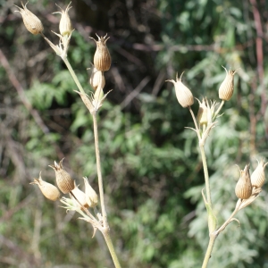 Photographie n°763103 du taxon Silene conica L.