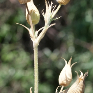 Photographie n°763106 du taxon Silene conica L.