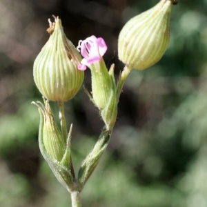 Photographie n°763108 du taxon Silene conica L.