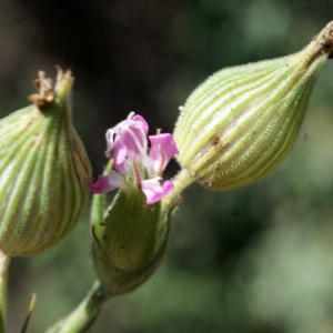 Photographie n°763112 du taxon Silene conica L.