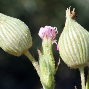 Photographie n°763113 du taxon Silene conica L.