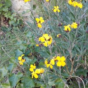 Photographie n°763395 du taxon Erysimum cheiri (L.) Crantz [1769]