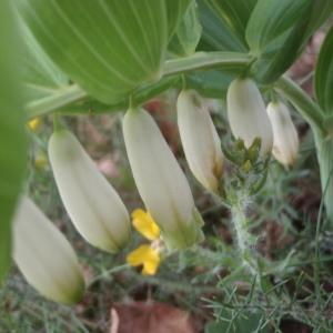 Photographie n°763447 du taxon Polygonatum odoratum (Mill.) Druce [1906]