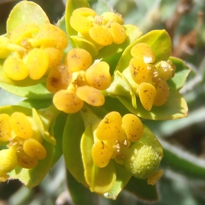 Photographie n°763463 du taxon Euphorbia flavicoma subsp. verrucosa (Fiori) Pignatti [1973]