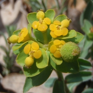 Photographie n°763464 du taxon Euphorbia flavicoma subsp. verrucosa (Fiori) Pignatti [1973]