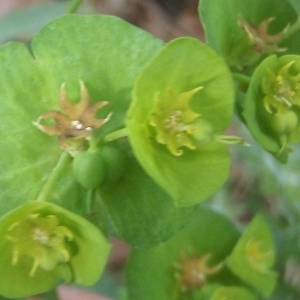 Photographie n°763466 du taxon Euphorbia amygdaloides L. [1753]