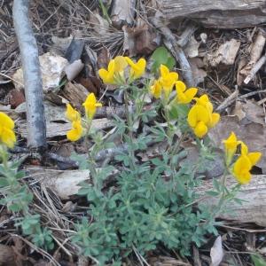 Photographie n°763484 du taxon Lotus corniculatus subsp. delortii (Timb.-Lagr. ex F.W.Schultz) Nyman [1878]