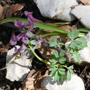 Photographie n°763638 du taxon Corydalis solida (L.) Clairv.