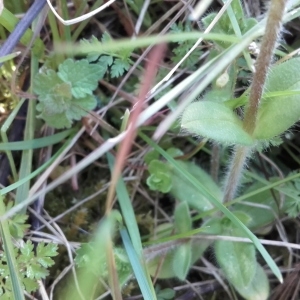 Photographie n°763654 du taxon Cerastium glomeratum Thuill. [1799]