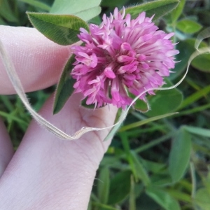 Photographie n°763664 du taxon Trifolium pratense L. [1753]