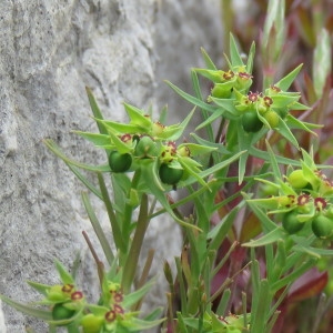  - Euphorbia sulcata Lens ex Loisel. [1828]