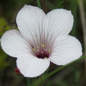 Photographie n°763693 du taxon Linum tenuifolium L. [1753]