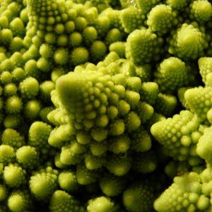 Brassica oleracea 'Romanesco' [nn] par Ludovic SALOMON le 12/05/2016 - Cournonsec