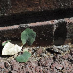 Photographie n°763848 du taxon Sonchus oleraceus L. [1753]