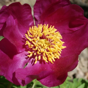 Paeonia officinalis L. (Pivoine officinale)