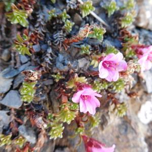 Photographie n°764044 du taxon Saxifraga oppositifolia L. [1753]