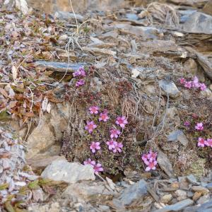 Photographie n°764045 du taxon Saxifraga oppositifolia L. [1753]