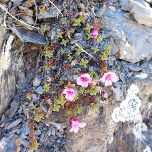 Photographie n°764046 du taxon Saxifraga oppositifolia L. [1753]