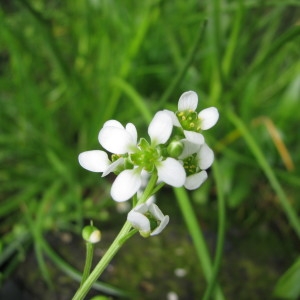  - Cochlearia anglica L. [1759]